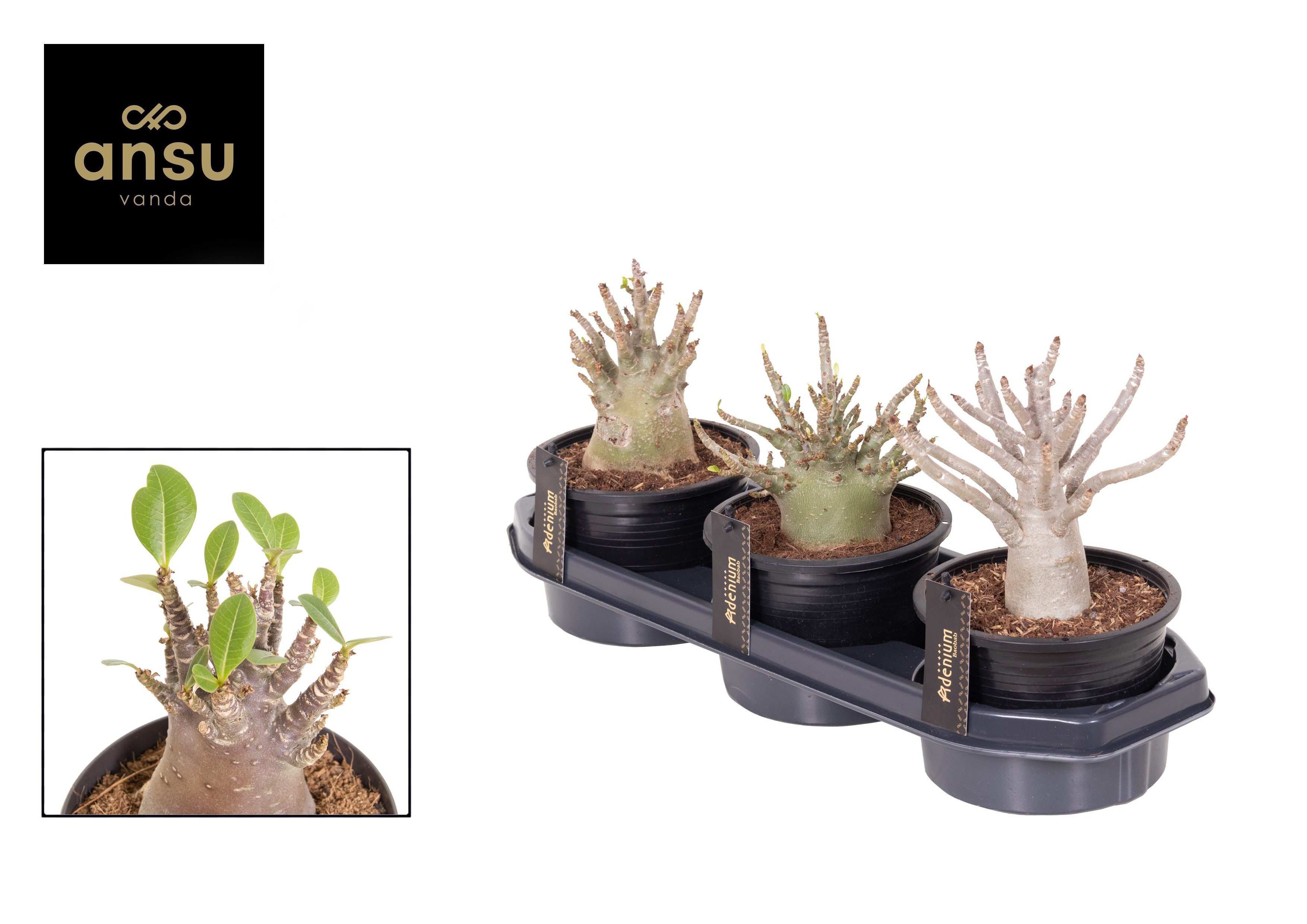 Adenium Ansu Baobab (niet bloeiend) - Woestijnroos