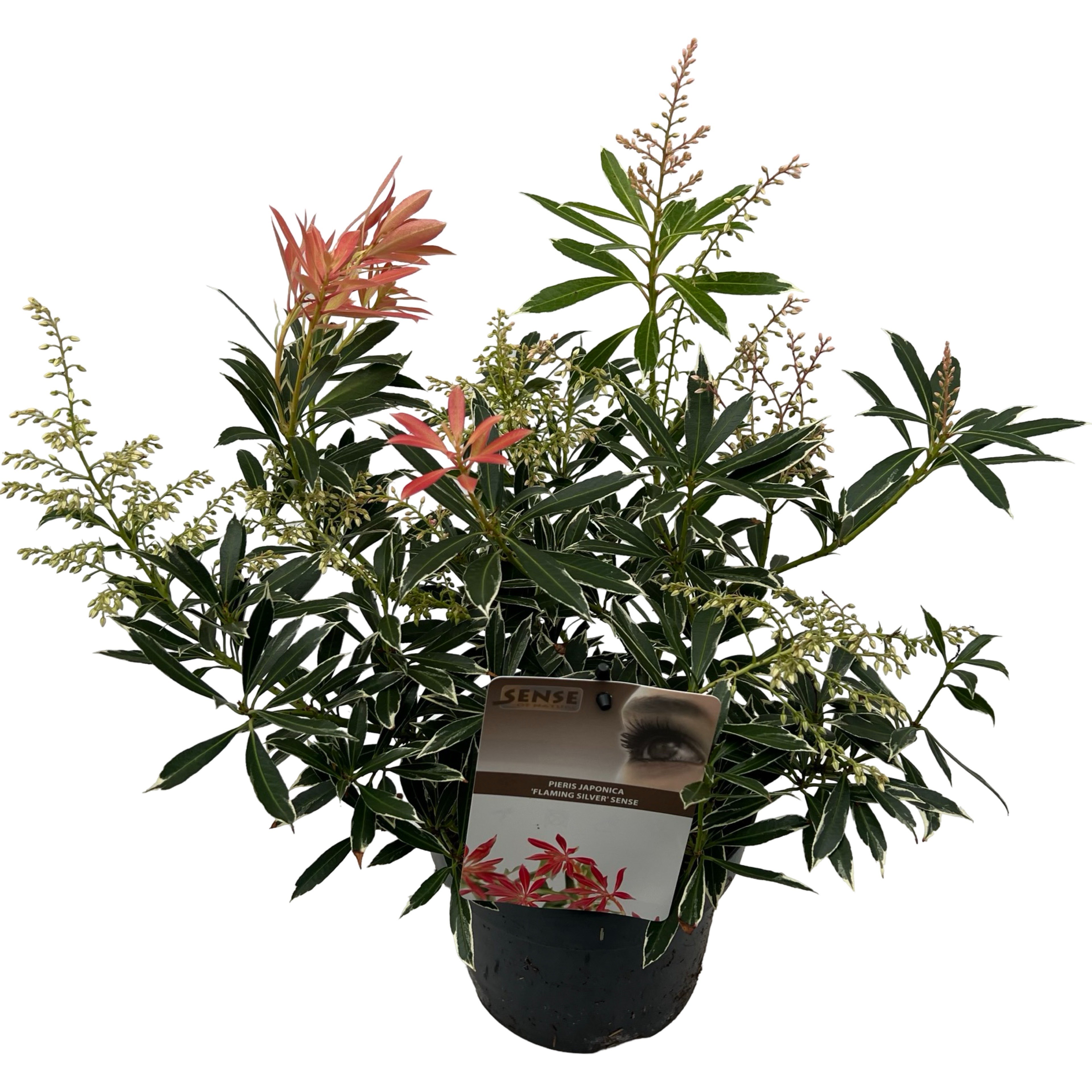 Picture of Pieris jap. 'Flaming Silver' sense