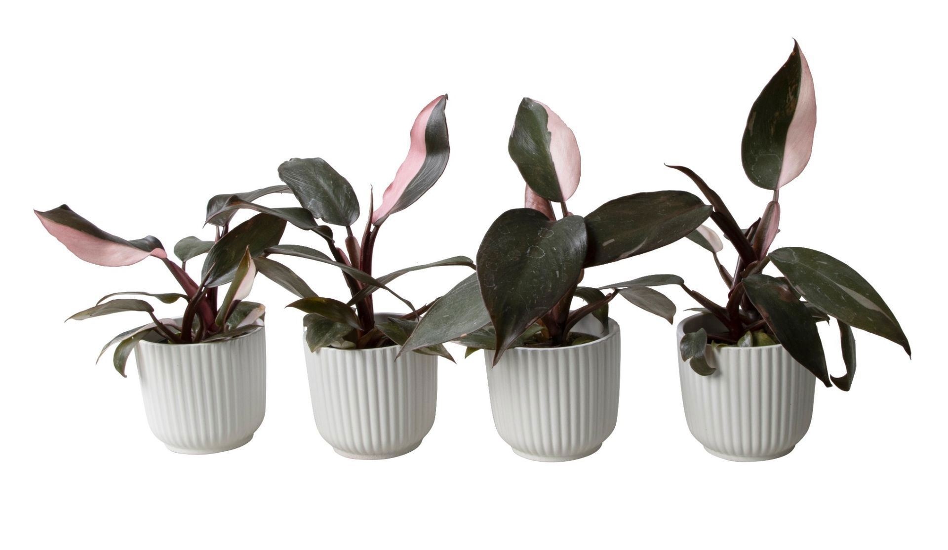Philodendron L 65721 with Philodendron Pink Princess