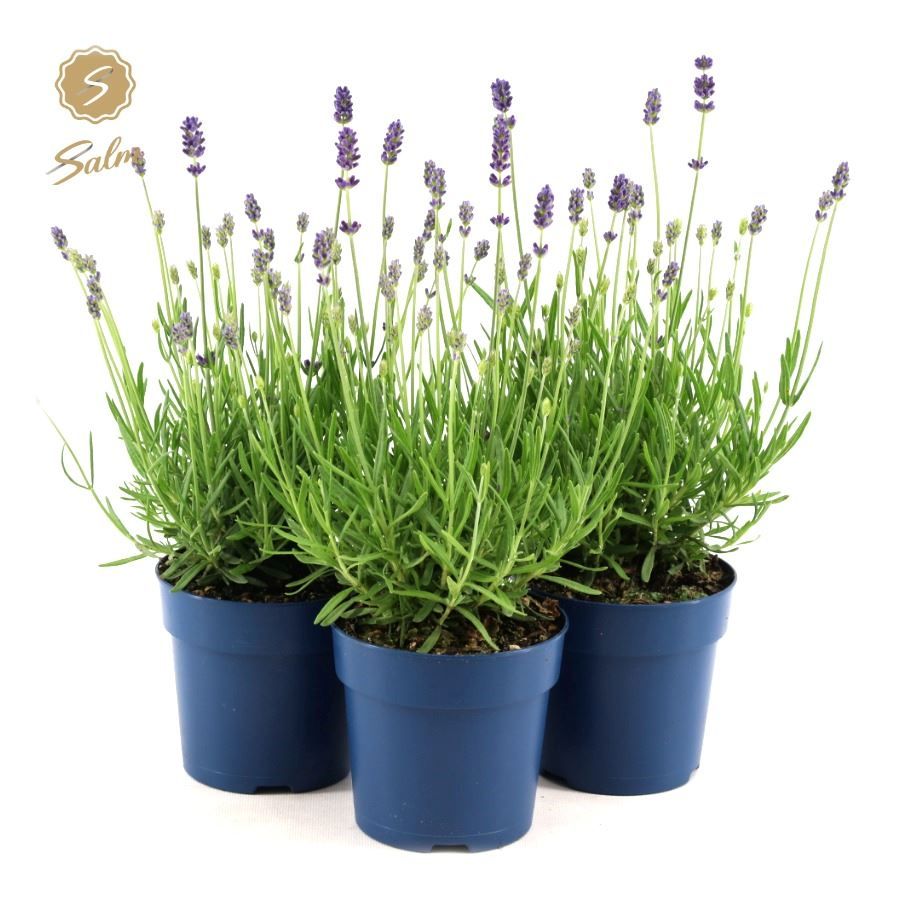 Picture of Lavandula ang. 'Felice'® Collection P12