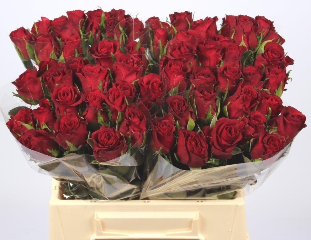 Rosa Burgundy 40cm