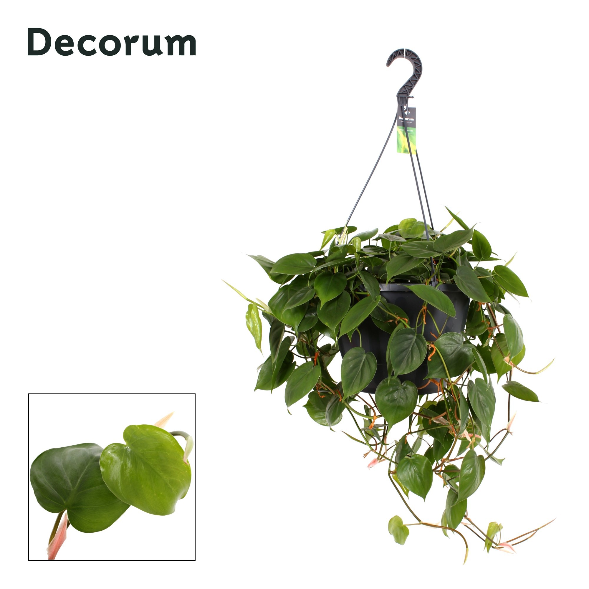 Philodendron scandens XXL Decorum | Gardenline