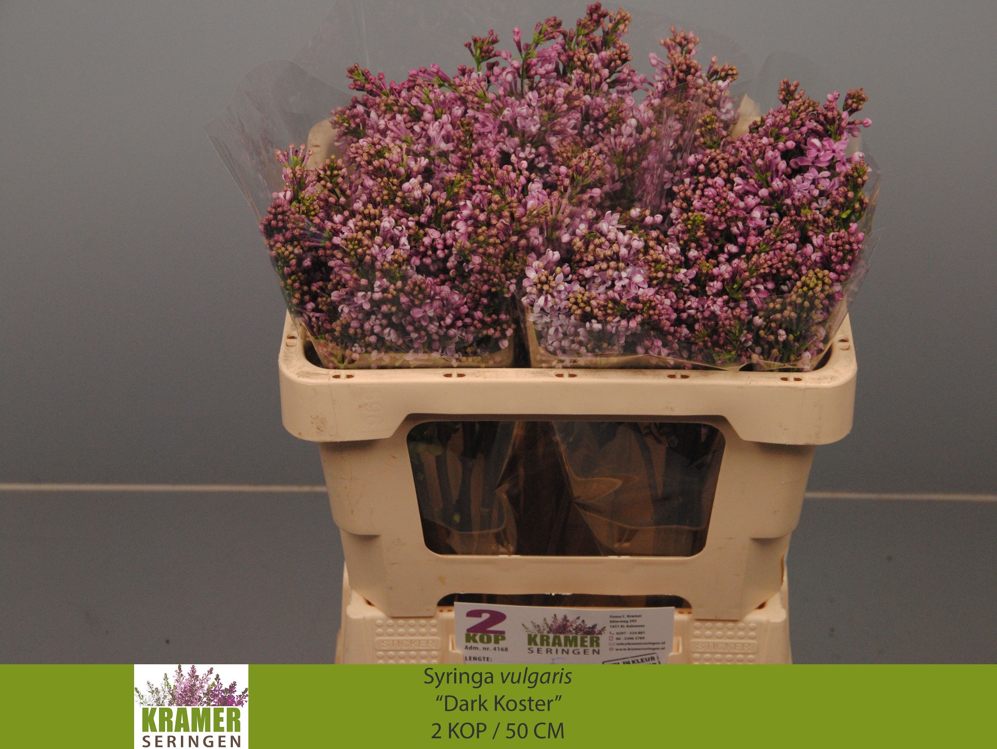 Lilac Dark Koster 50cm 2
