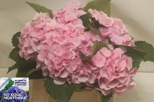Hydrangea Verena Pink 40cm 13Ø