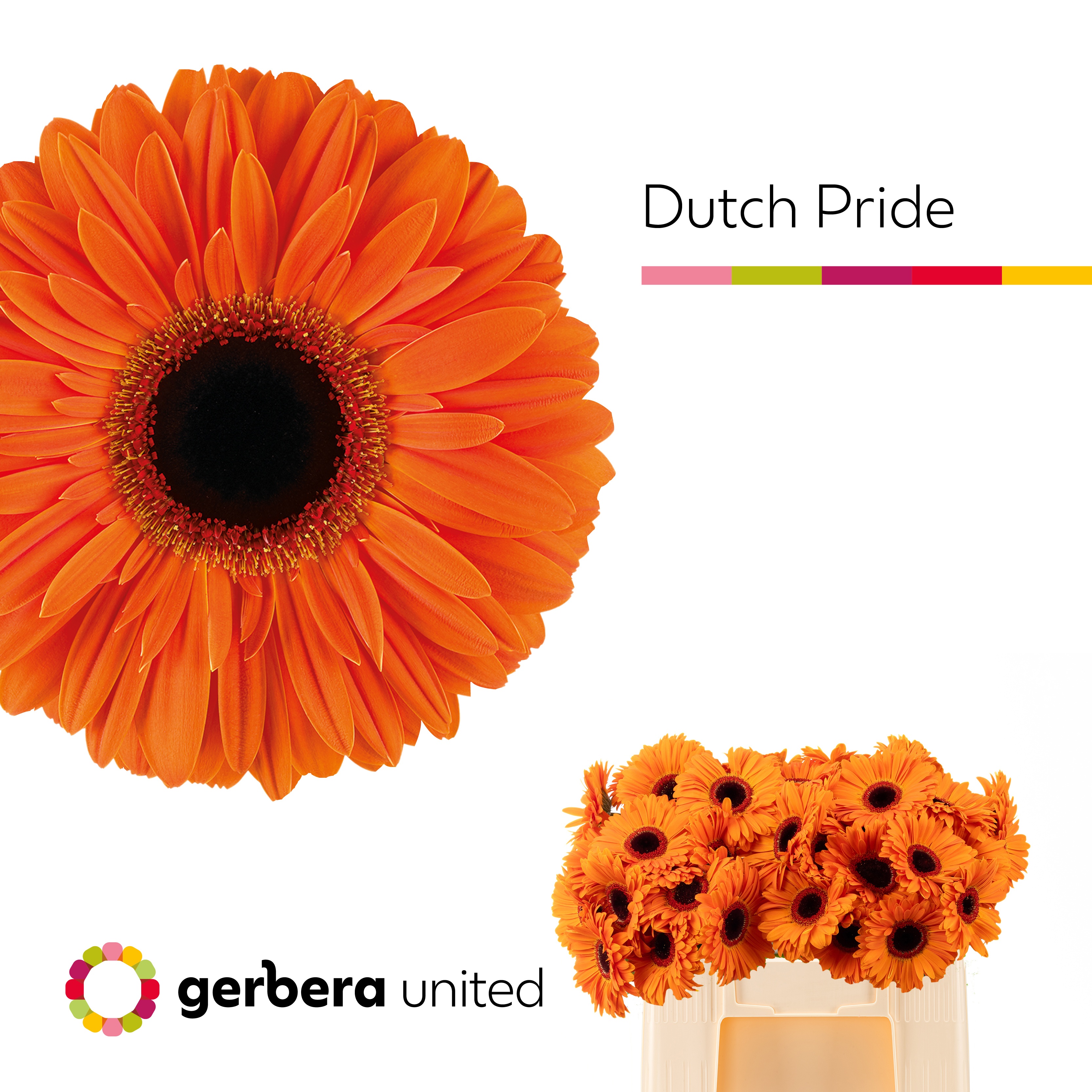 Ge Gr Dutch Pride