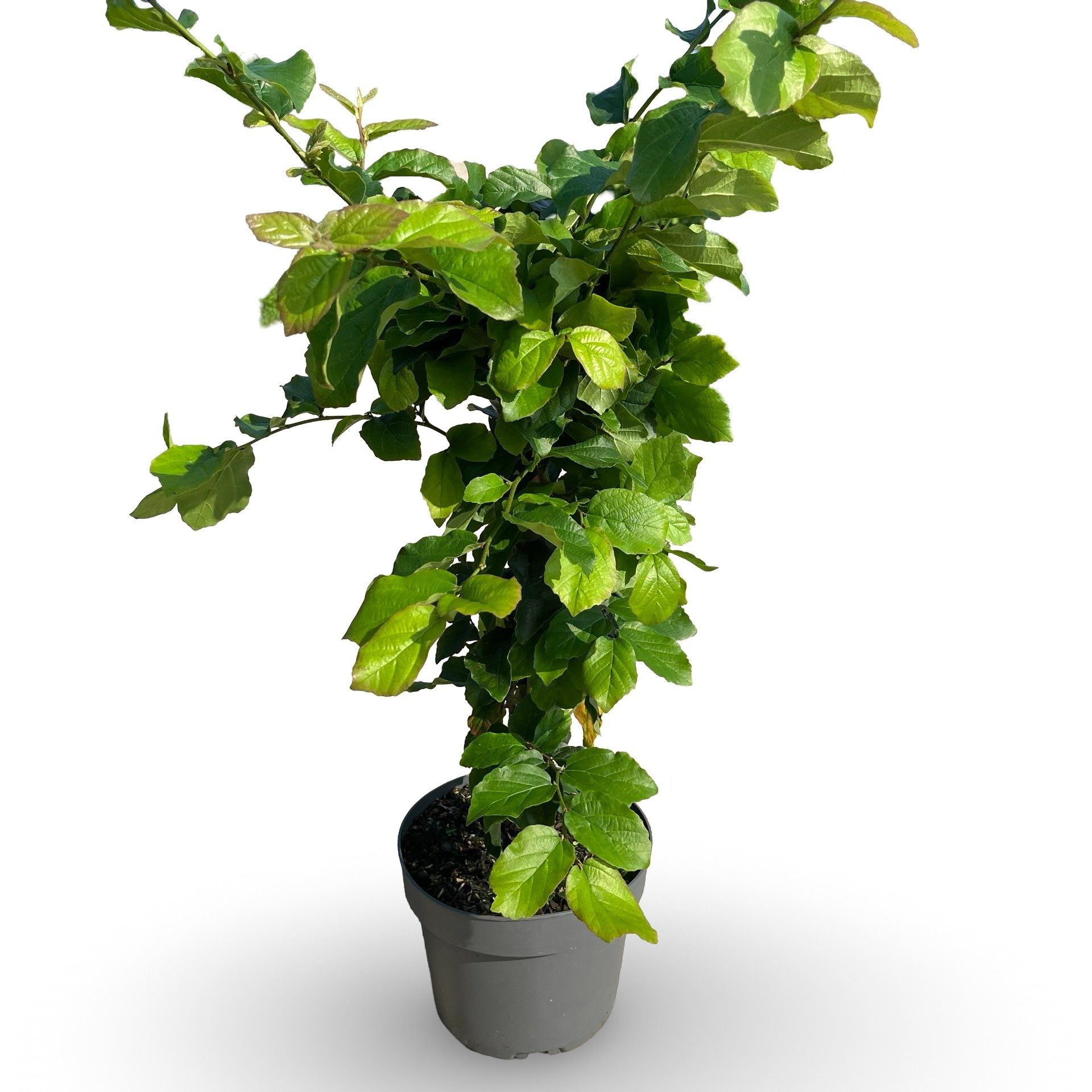 Parrotia persica