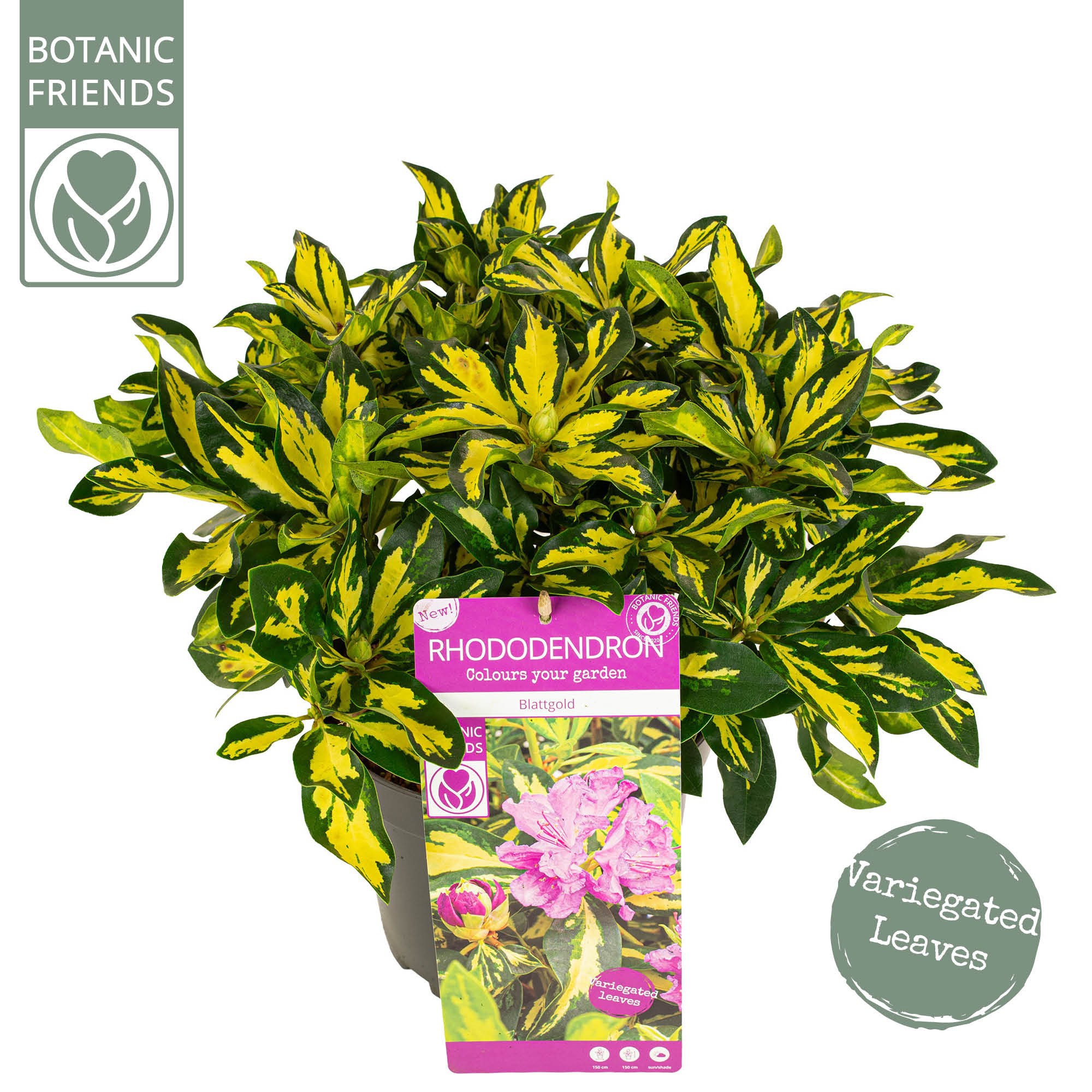Rhododendron 'Blattgold'