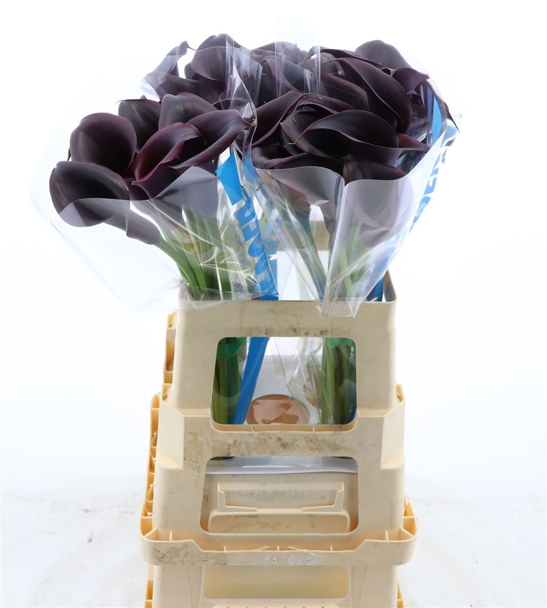 Calla Odessa 60cm