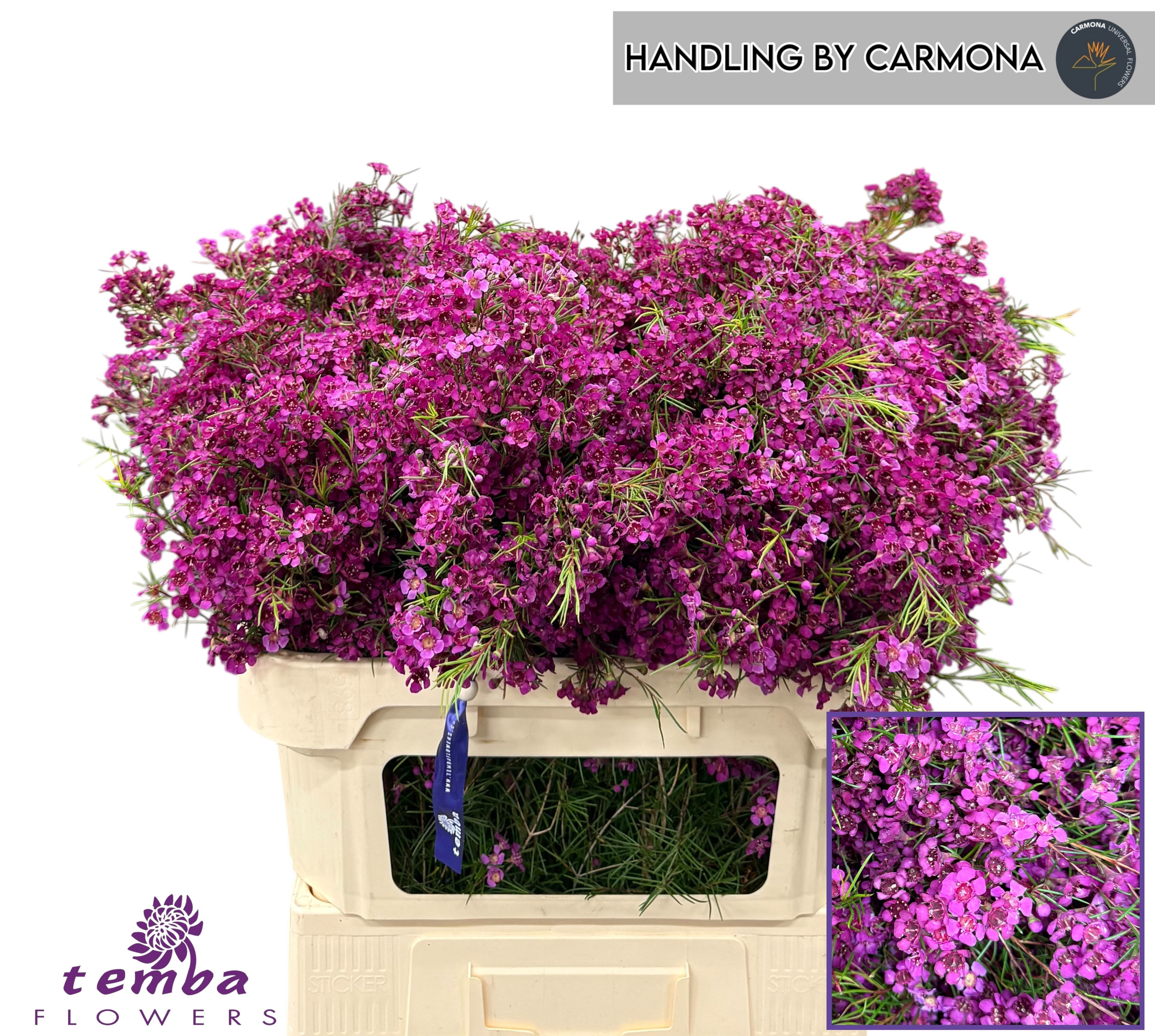 Chamelaucium Free Spirit 70cm 70gram