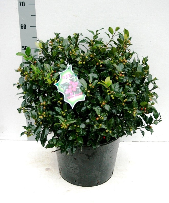 Picture of Ilex mes. Blue Maid P32 (15 Ltr) POTTED