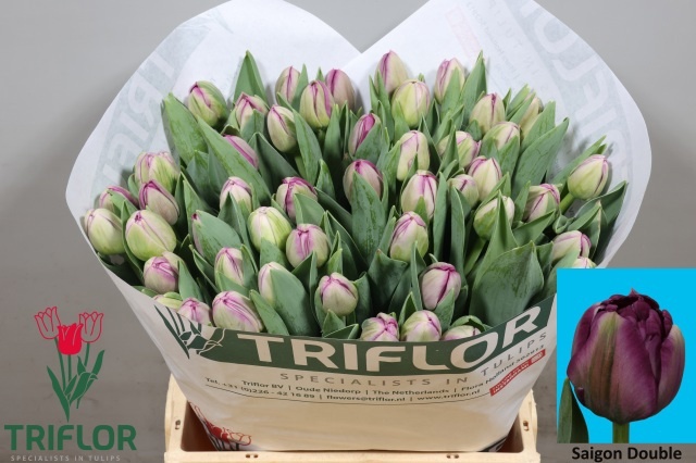Tulipa Double Saigon Double 41cm 45gram