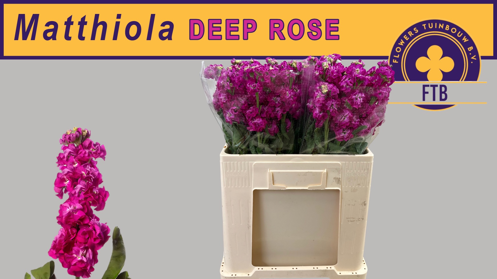 Matth Stox Deep Rose 60cm