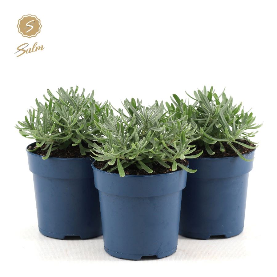 Picture of Lavandula ang. 'Felice'® Collection P10,5