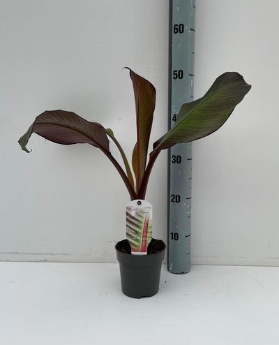 Musa overig