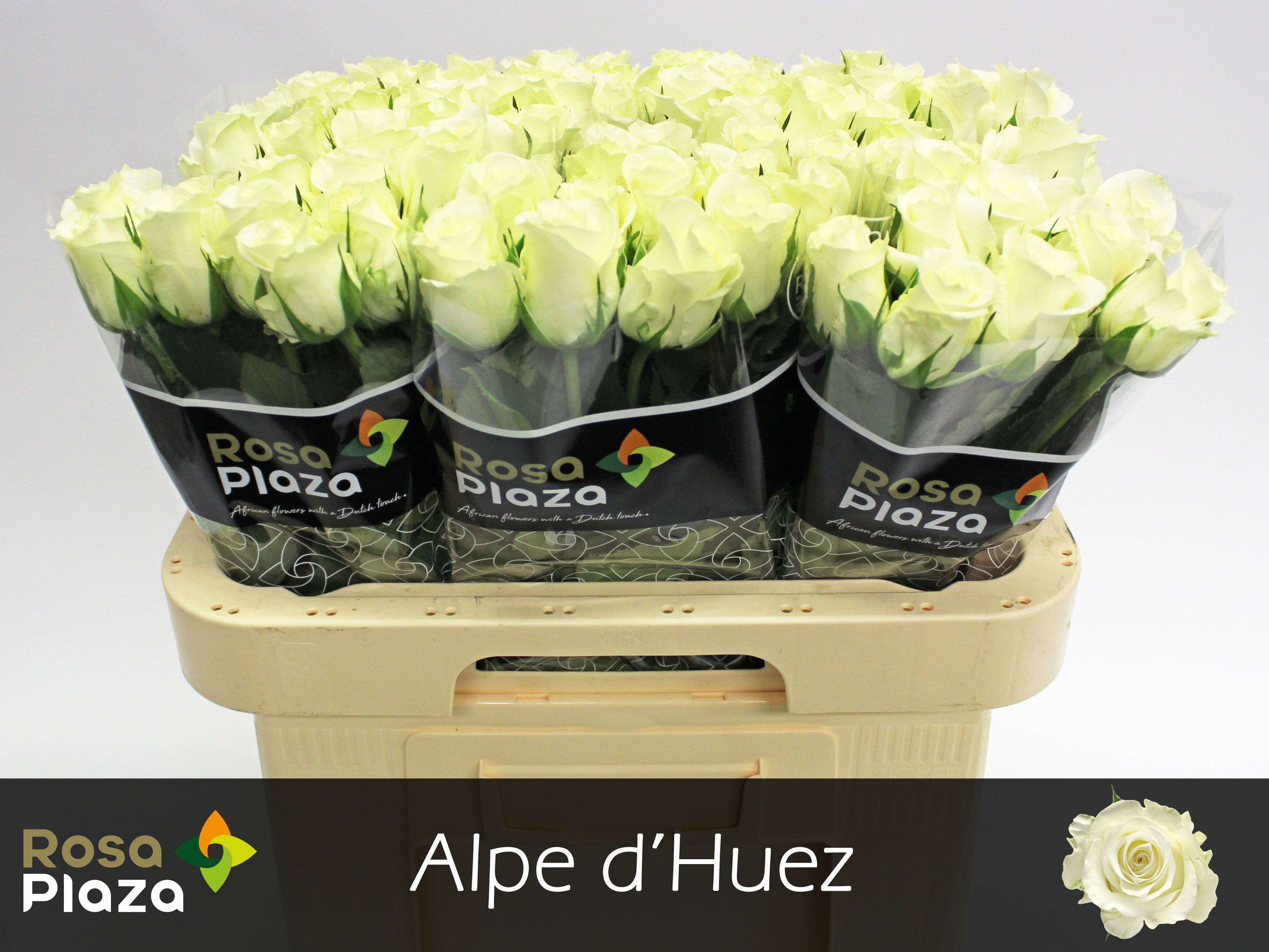 R Gr Alpe Dhuez