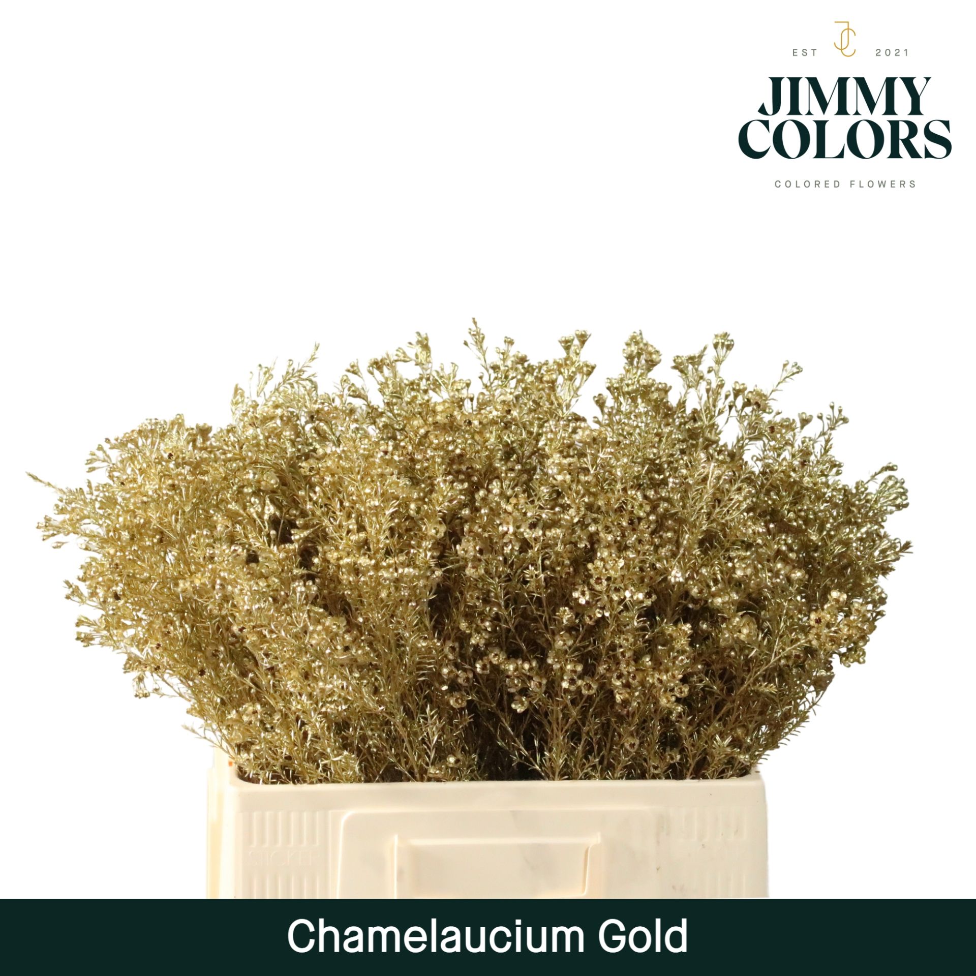 Waxflower L60 Gold