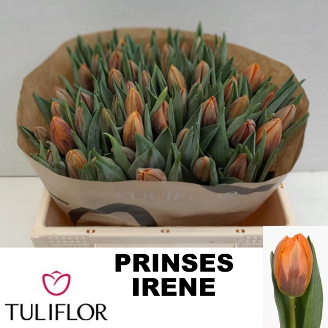 Tu En Prinses Irene