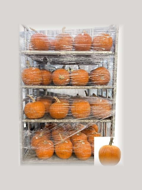 Cuc Maxima Halloween