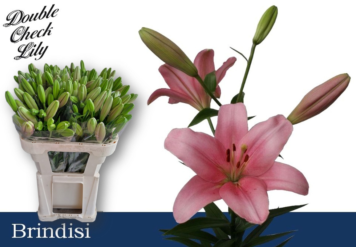 Lilium La Brindisi 70cm 2/4bl