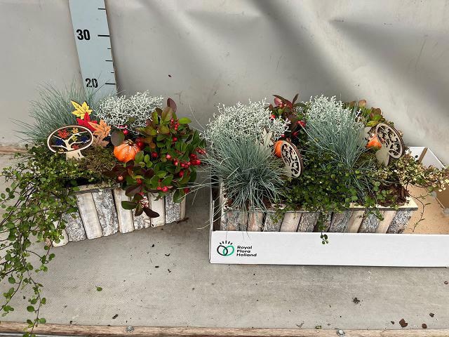 Arr Tuinplanten 28P 25cm