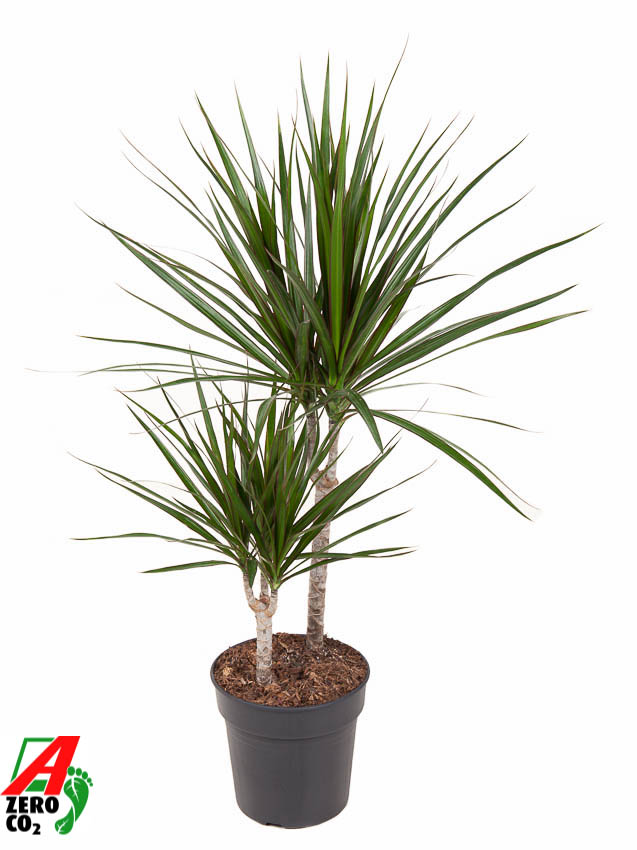 Picture of Dracaena marginata 30-10 P19 80CM