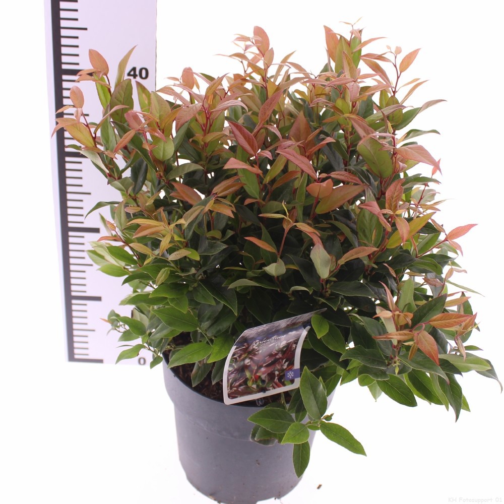 Picture of Leucothoe 'Zeblid'