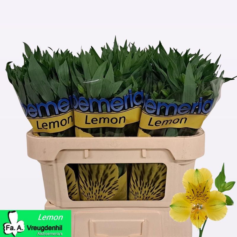 Alstr Lemon 72L.cm 35gram 23bloei