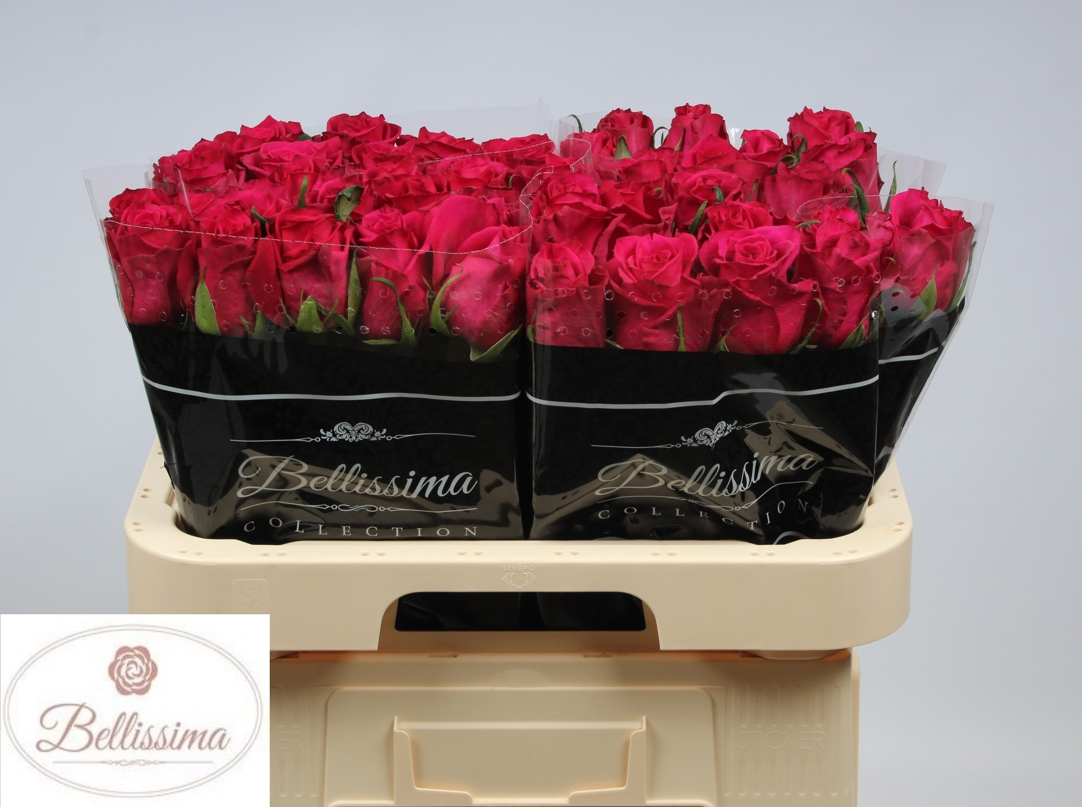Rosa Ever Pink 60cm