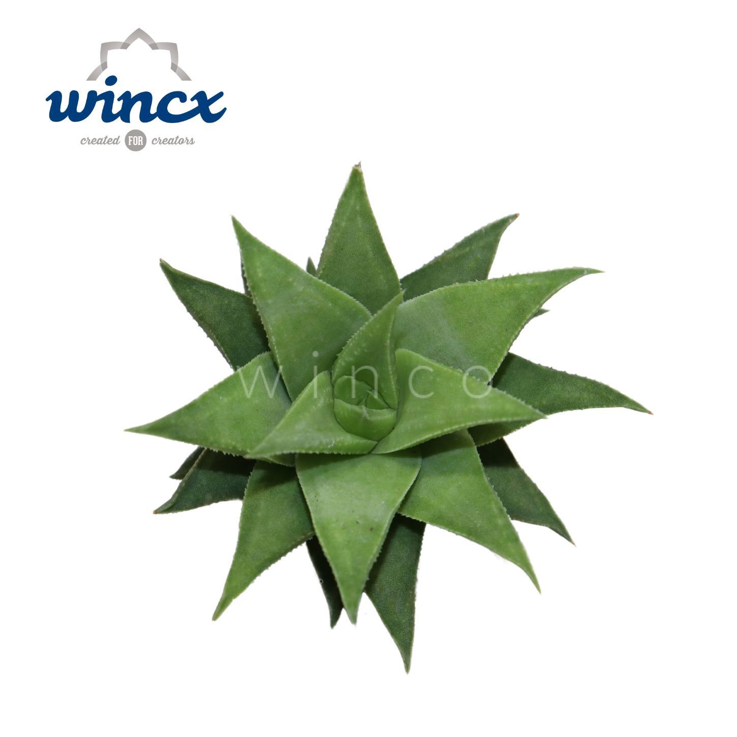 Haworthia Baylissi Cutflower