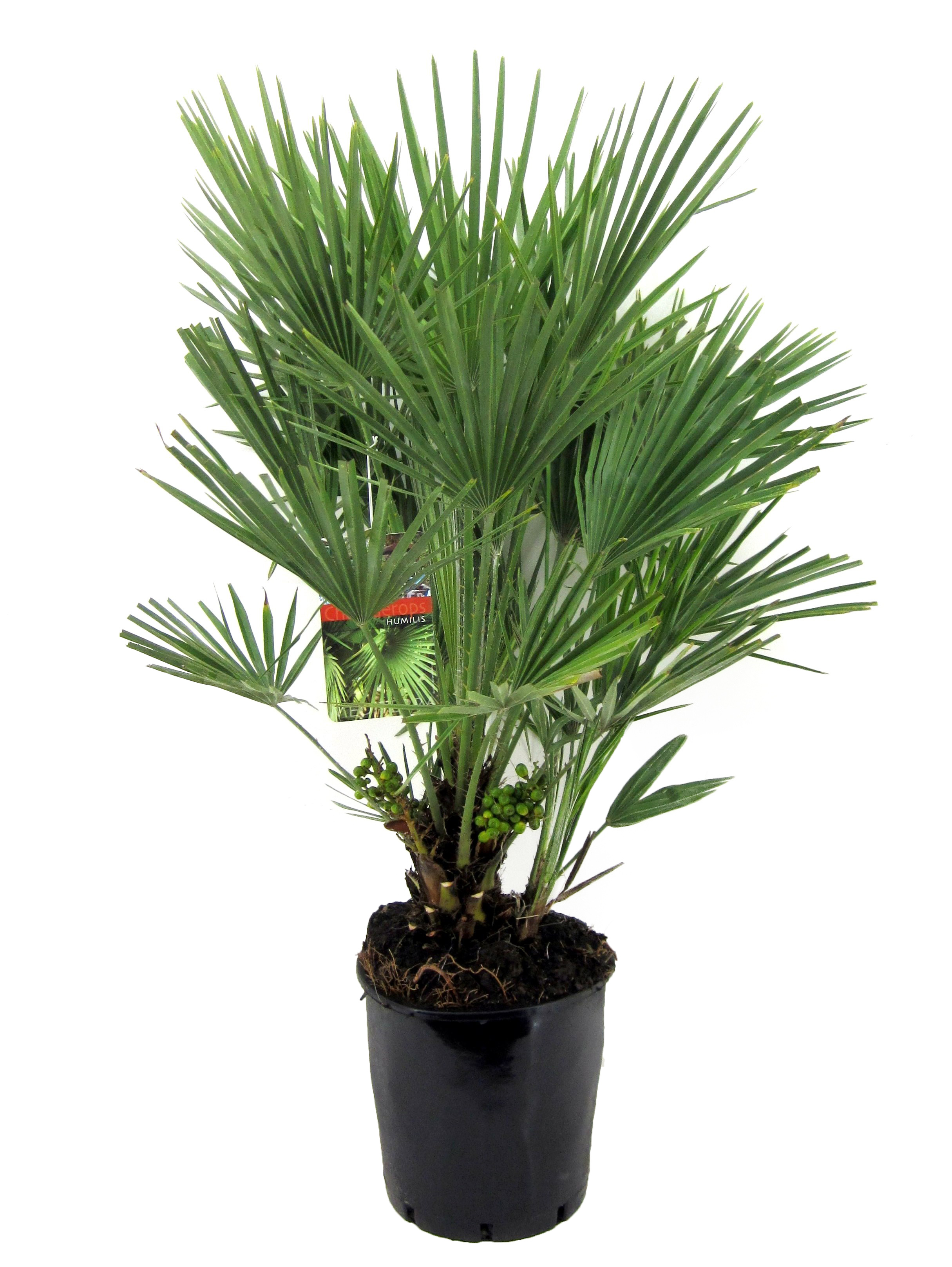 Picture of Chamaerops humilis P24 (6 Ltr) 70CM INC POT