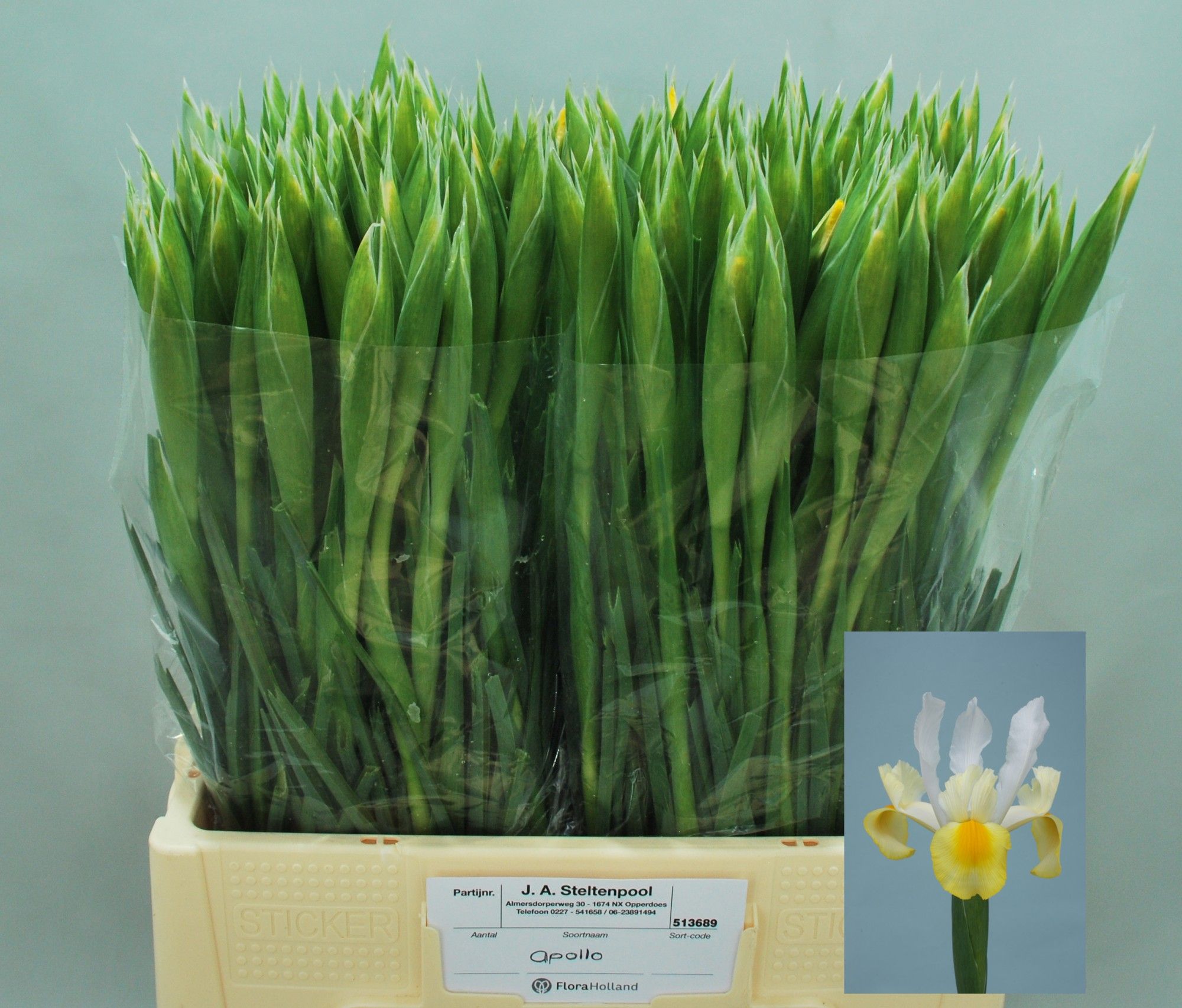 Iris Apollo