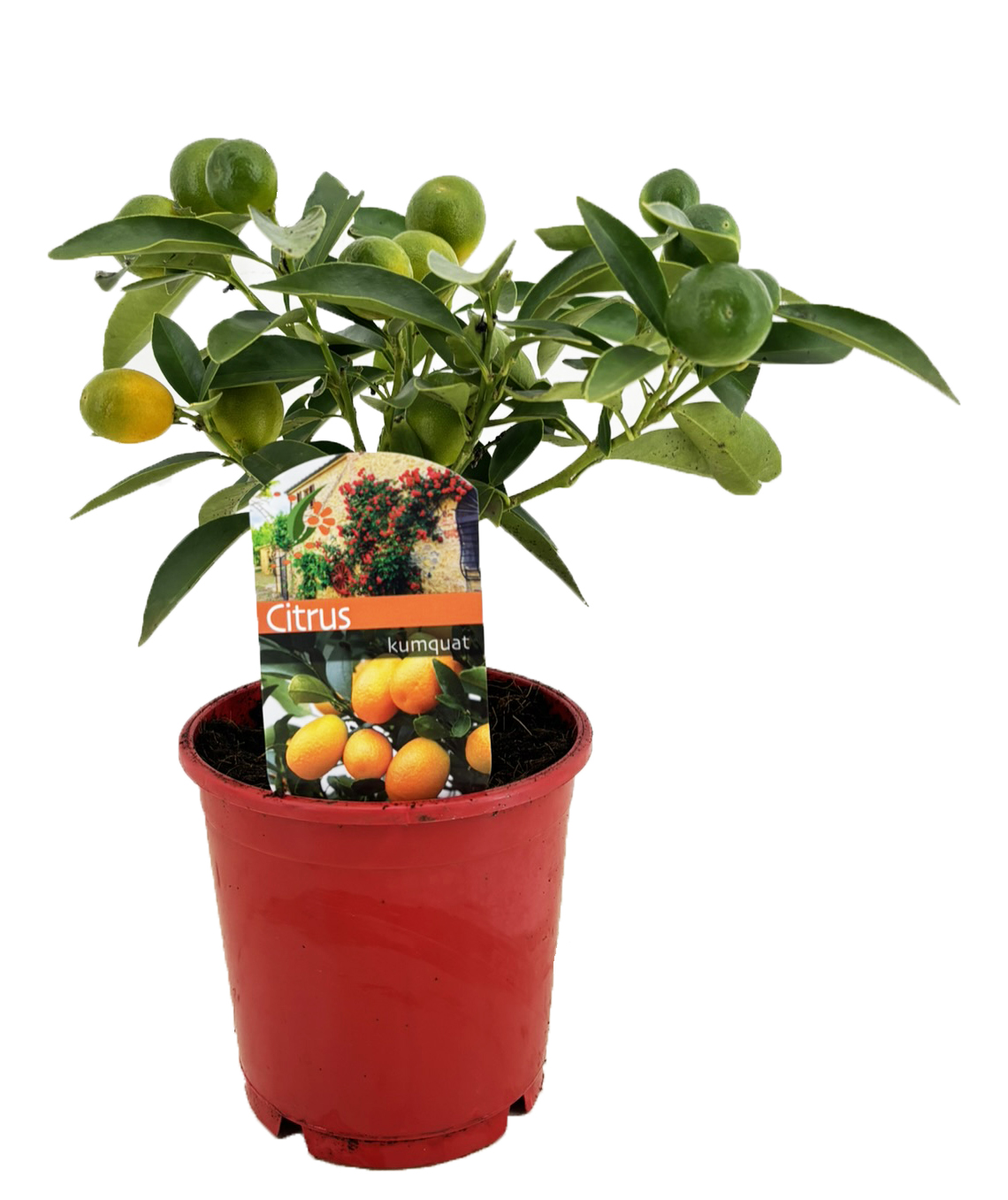 Picture of Citrus kumquat P12 25CM