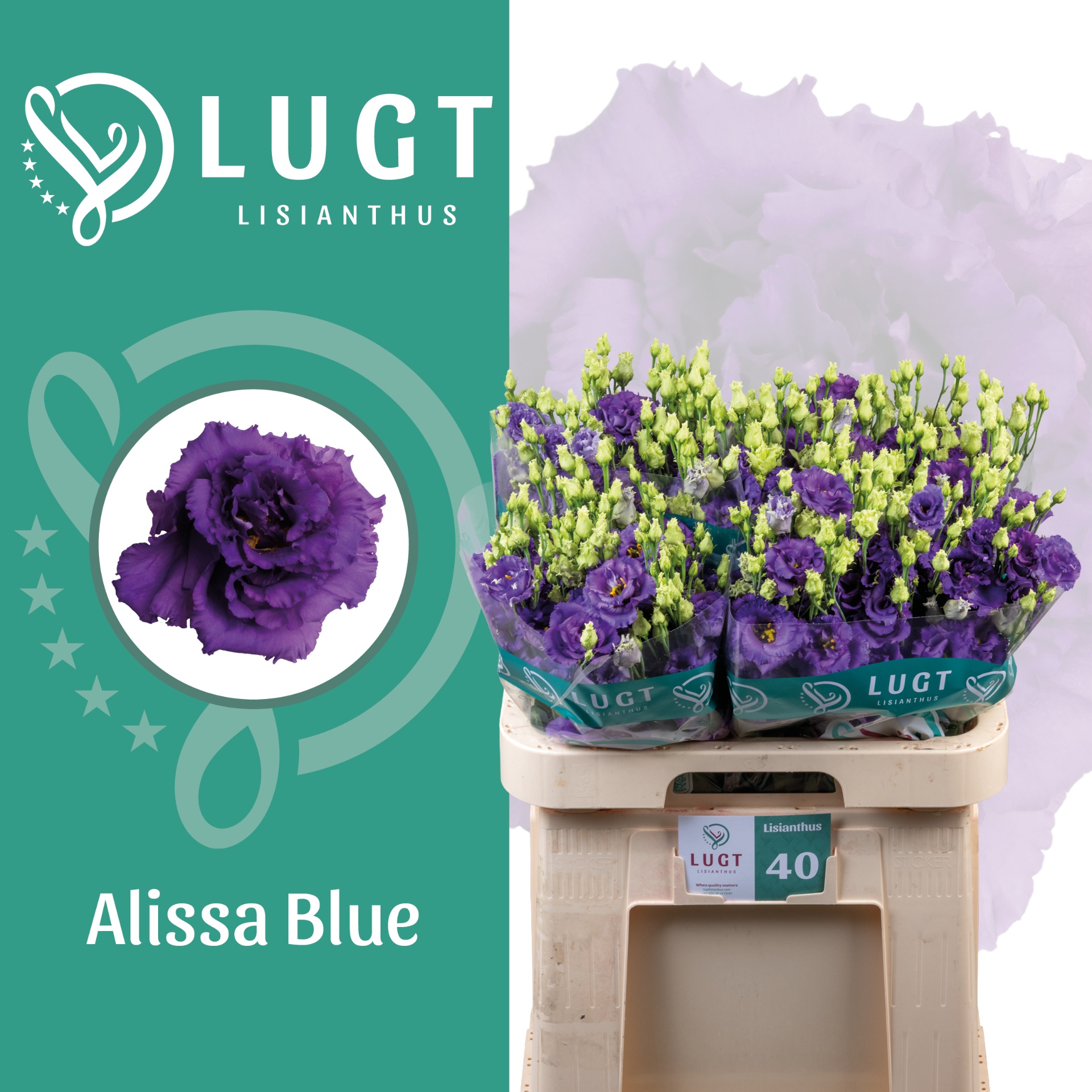 Eus G Alissa Blue 70L.cm 55+knop 23bloei