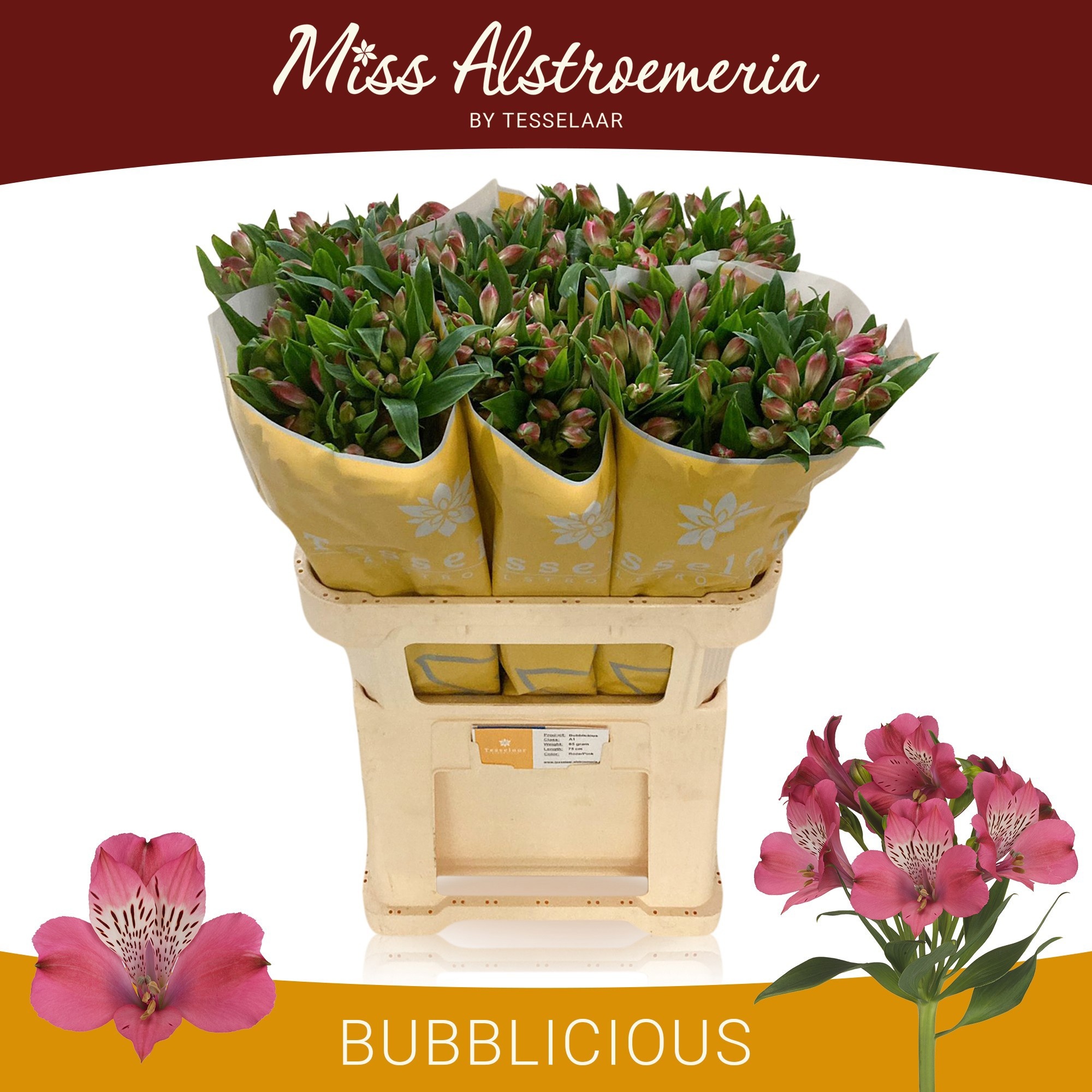 Alstr Bubblicious 75L.cm 70gram 23bloei