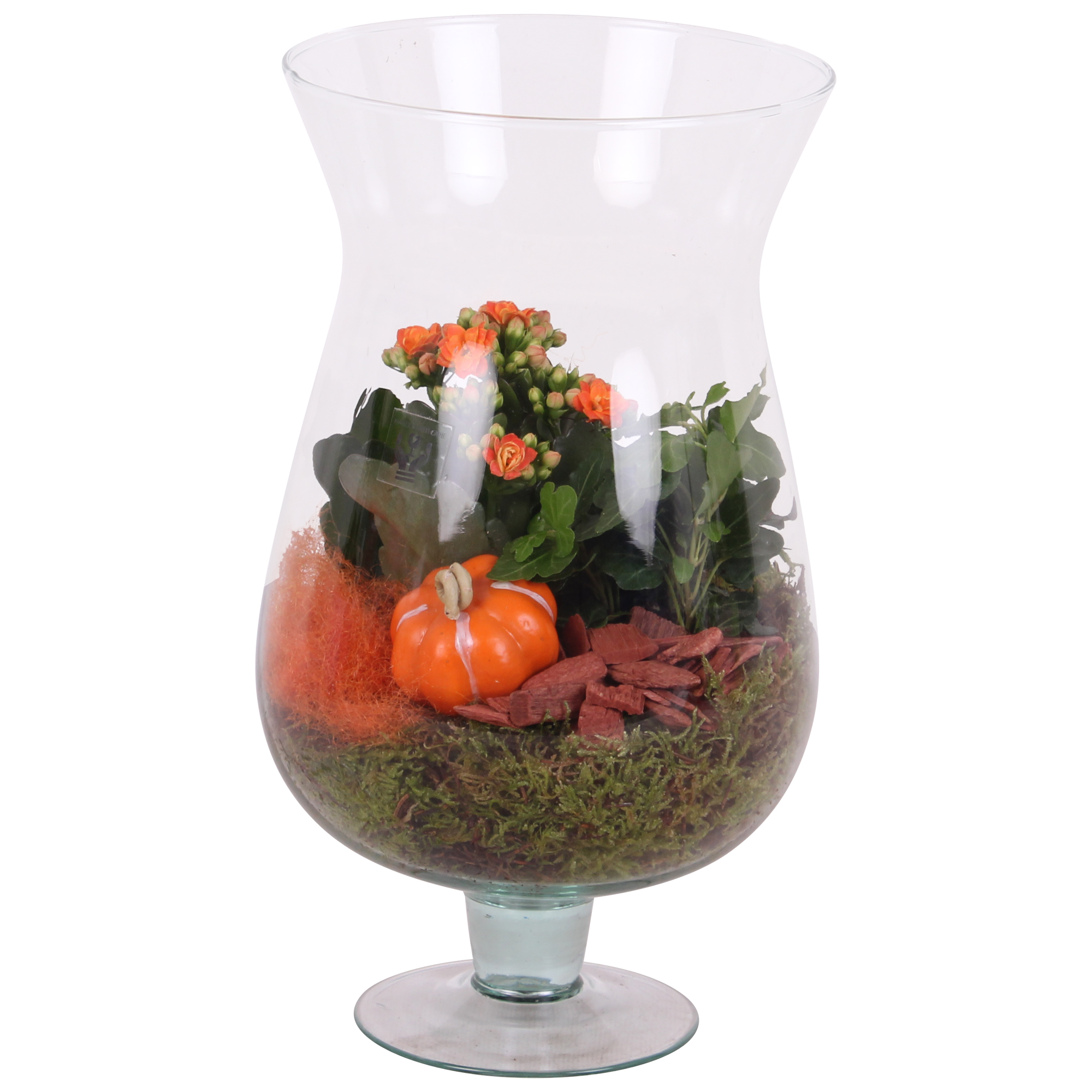 Picture of Halloween Arr. Indoor Glass Cognac2PP P17 35CM