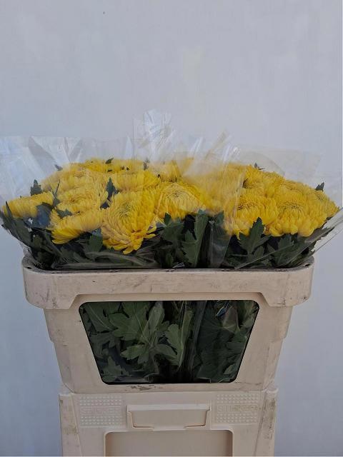 Chrys Single Rivalry 70cm 70gram