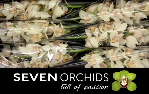 Cymbidium Tony 12/15bl