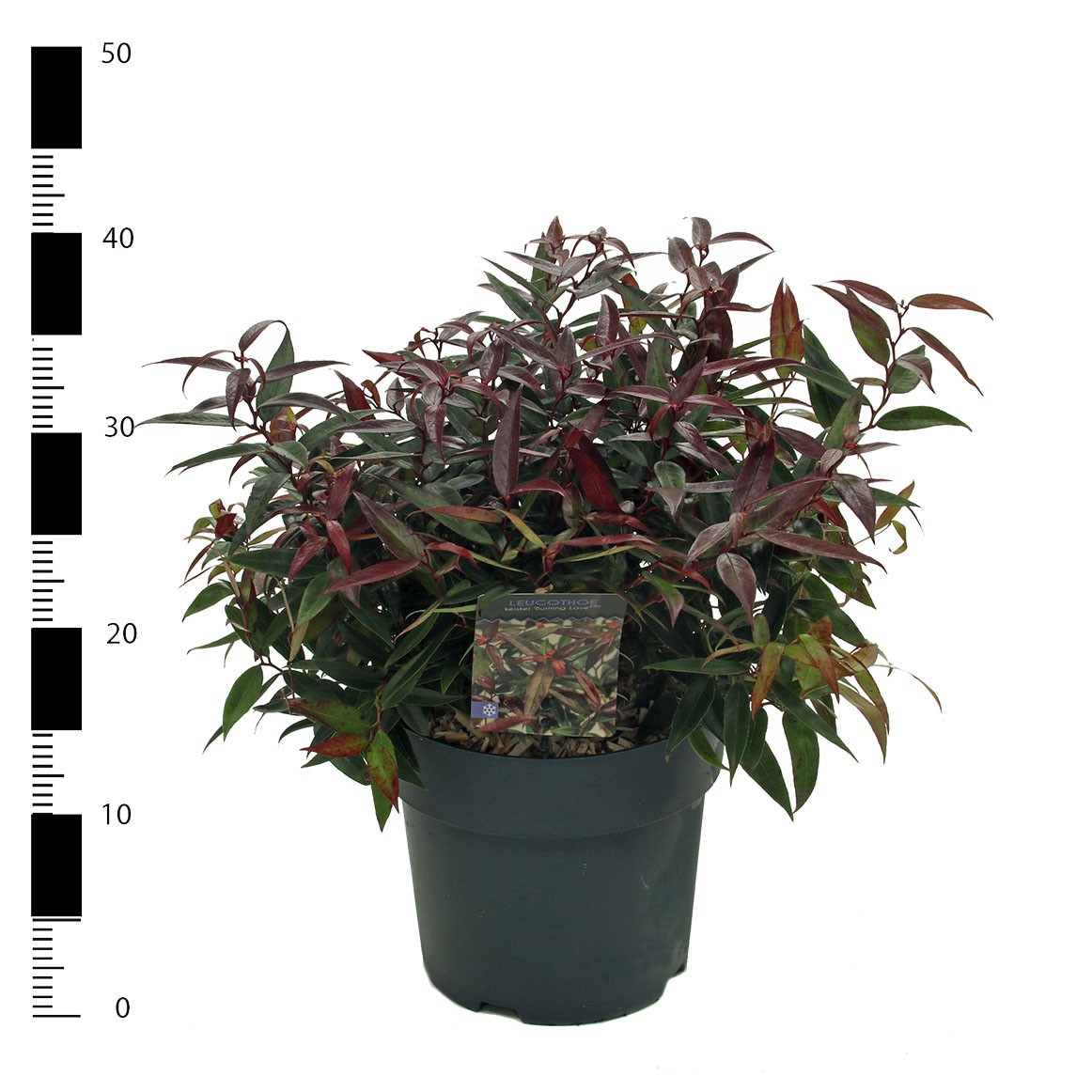 Picture of Leucothoe keiskei 'Burning Love' PBR