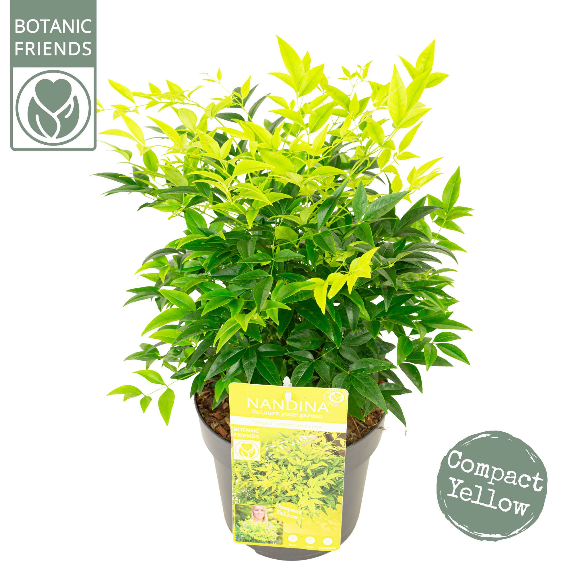 Picture of Nandina dom. Magical Lemon and Lime P19 (3 Ltr)