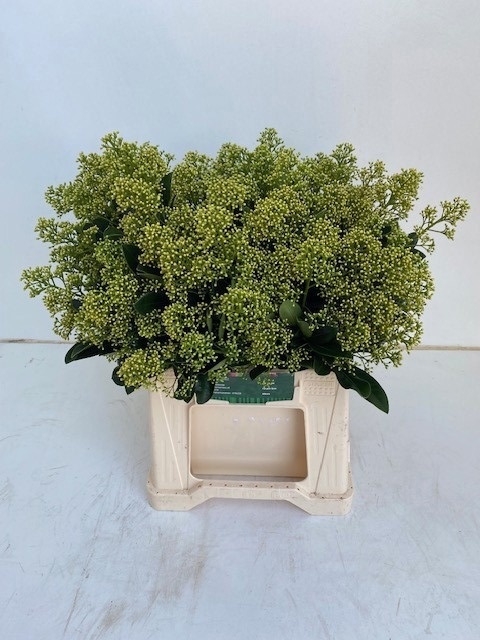 Skimmia Mag Finchy Bs 45cm