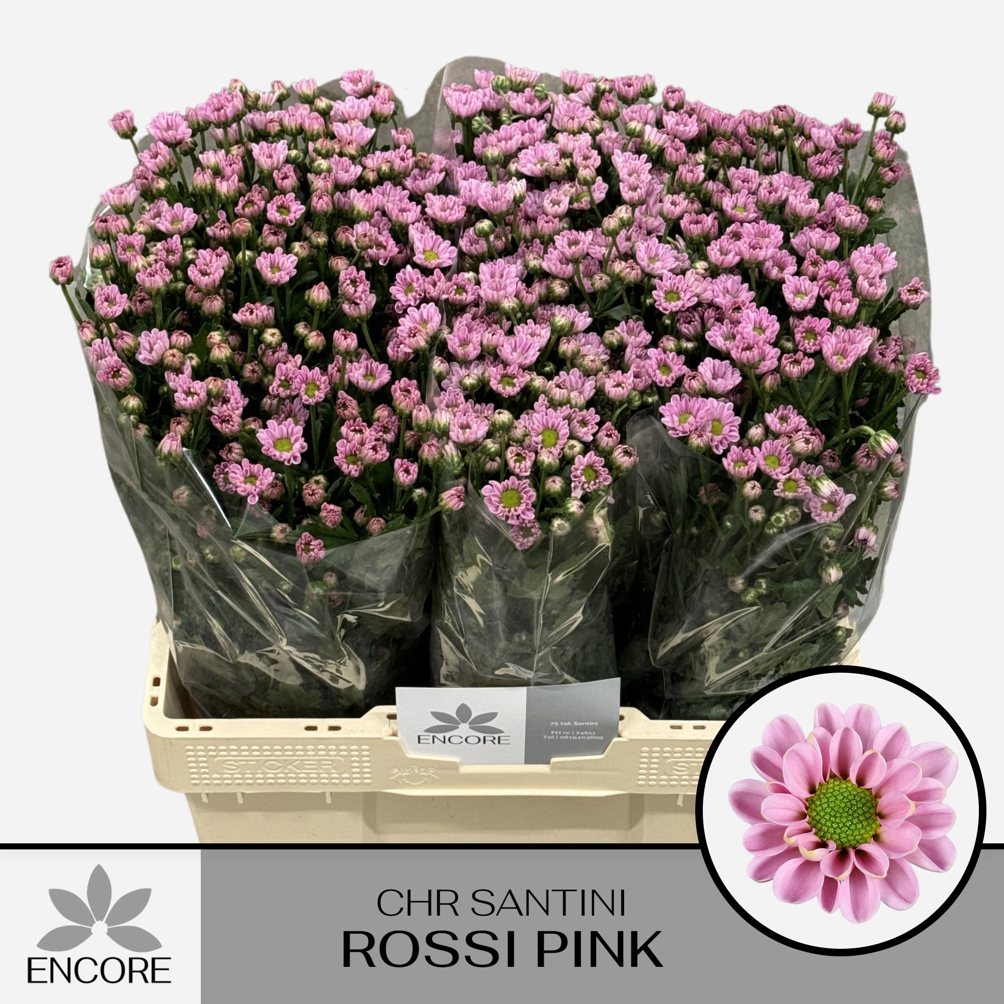 Chr San Rossi Pink