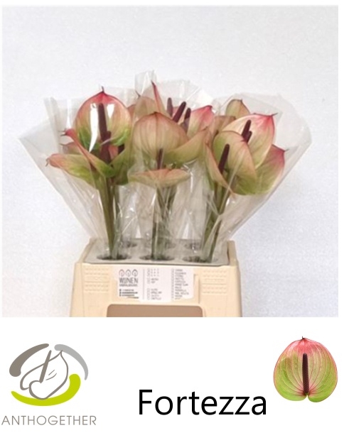 Anthurium Fortezza 9Ø