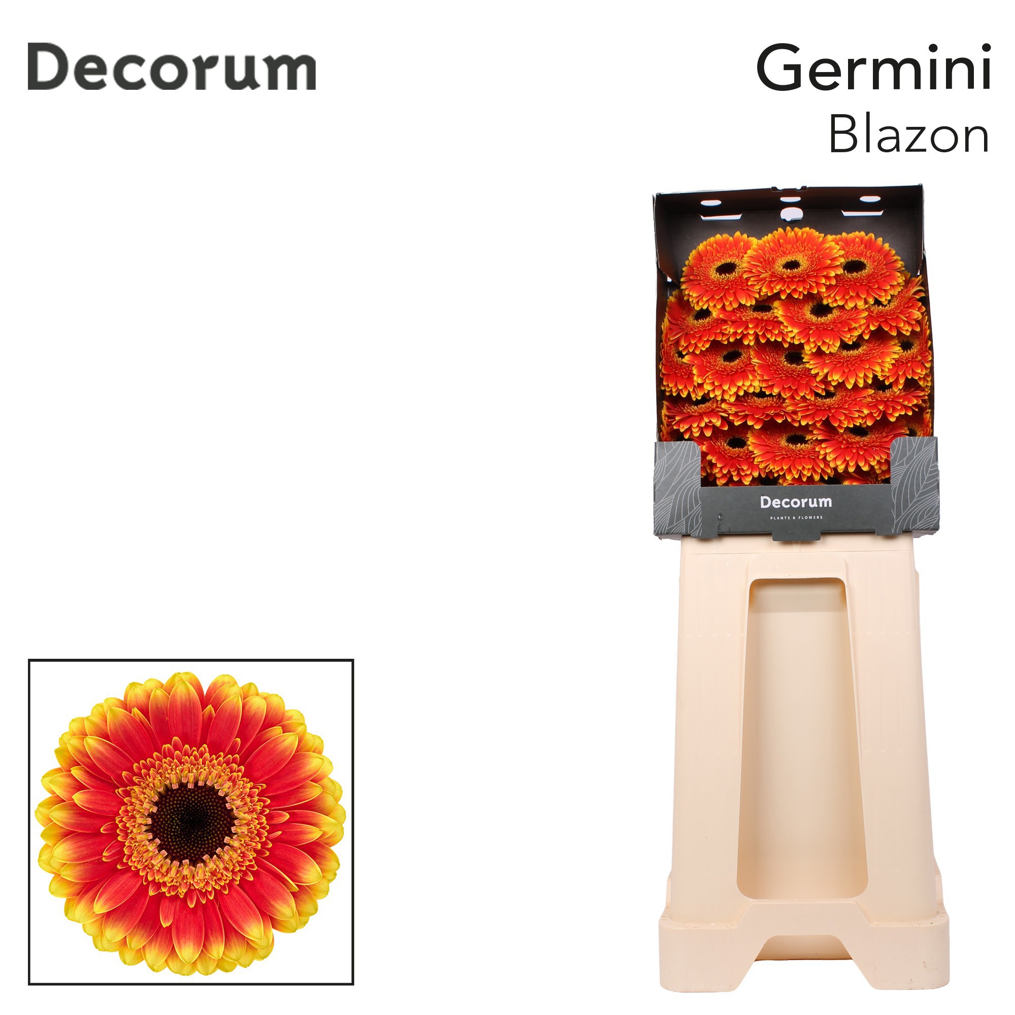 Germini Blazon Diamond