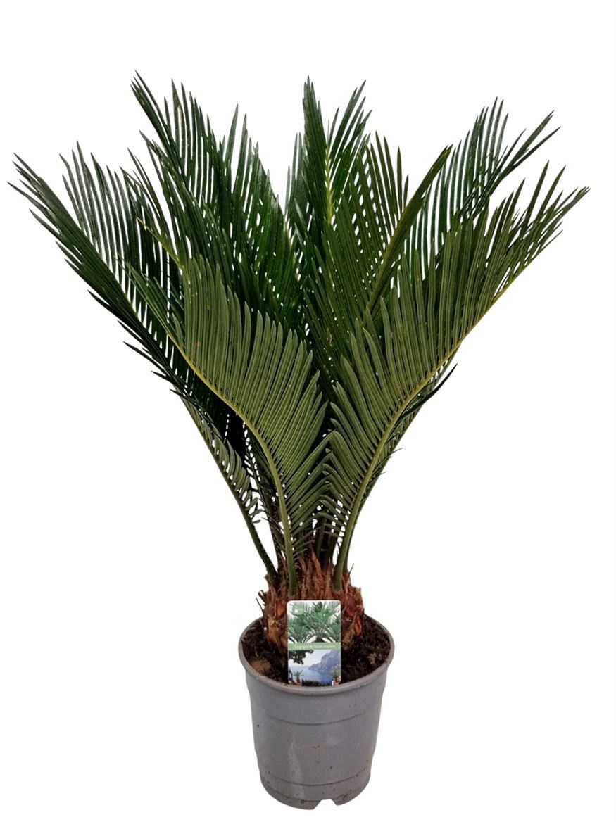 Cycas Revoluta 12P 45H 9+blad