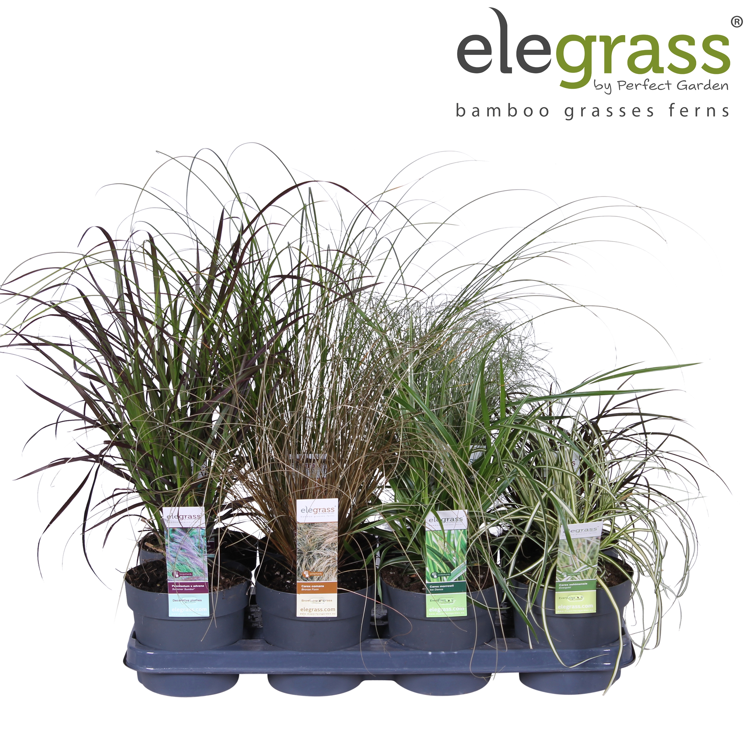 Picture of Grassen mix tray - Elegrass Hardy and Evergreen P14