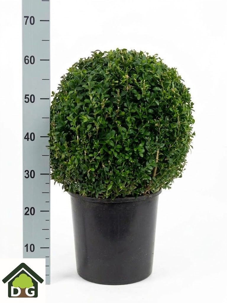 Buxu Sempervirens 34P 60H 45Ø Cm