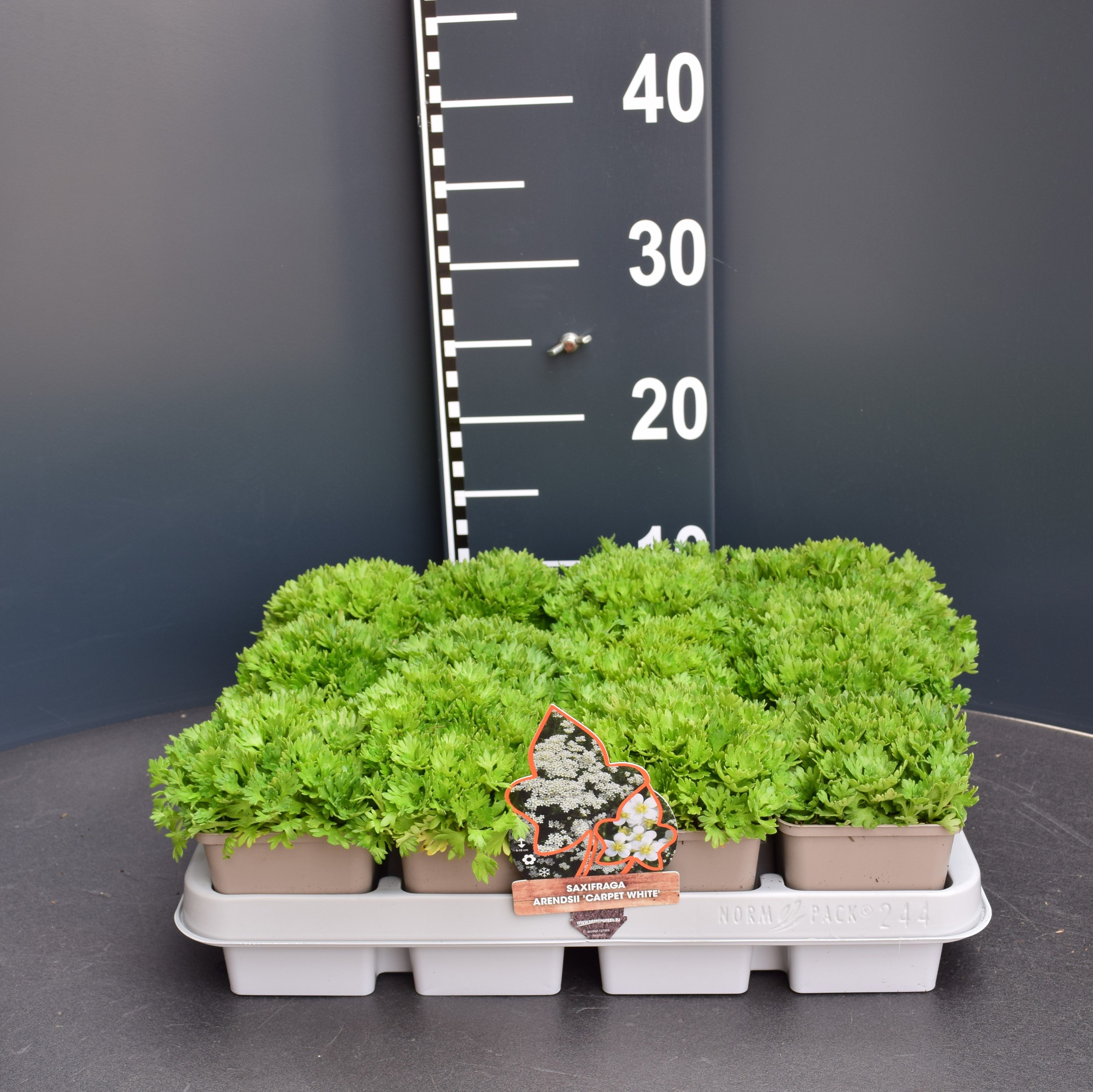 Saxifraga (A) Carpet White