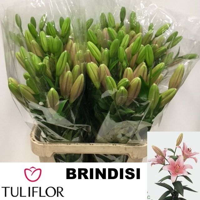 Lilium La Brindisi 80cm 3/5bl