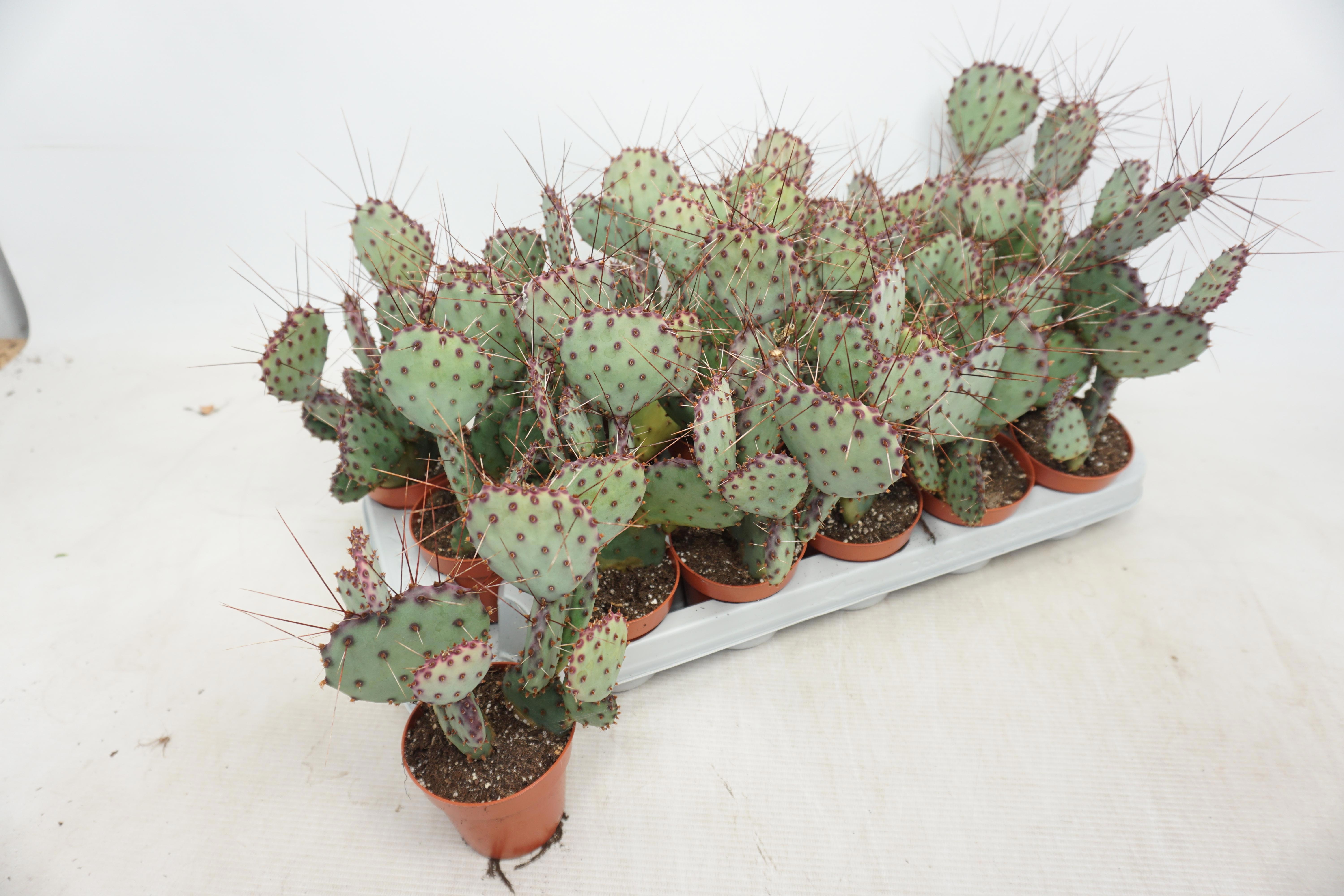 Opuntia 508P 18H
