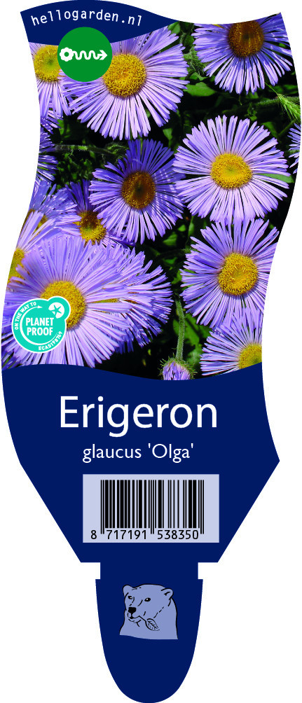 Erigeron glaucus 'Olga'